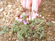 beckwith's violet (Viola beckwithii) 
